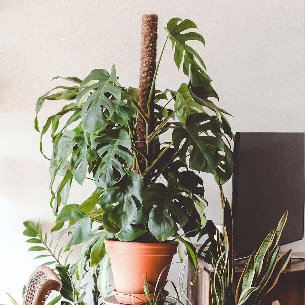 Moss Pole for Plants Monstera,【8 Pack】 23.6 inch Plant Support Pole, Extendable Coir Totem Pole for Potted Plants