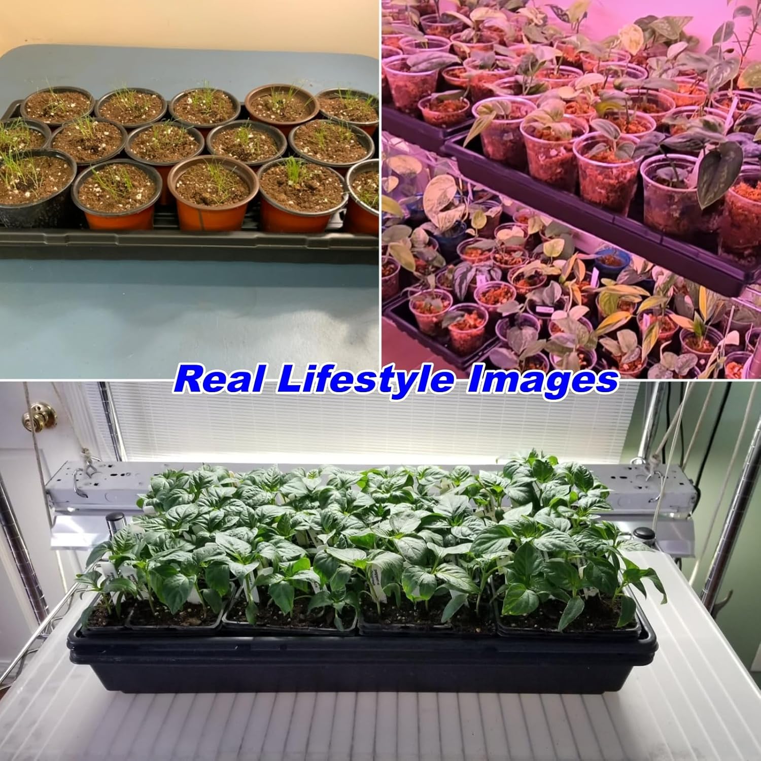 10-Pack Heavy-Duty 1020 Seed Trays No Holes, Thick Plastic Plant Flats | Reusable Growing Trays for Seed Starting