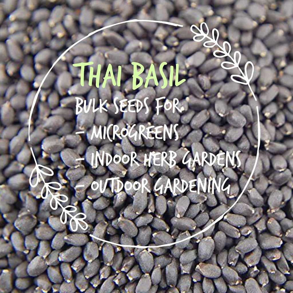 Mountain Valley Seed Co Thai Basil Seeds - (4 Oz) Bulk Herb Seeds | Growing Microgreens, Indoor Gardening: Micro Greens