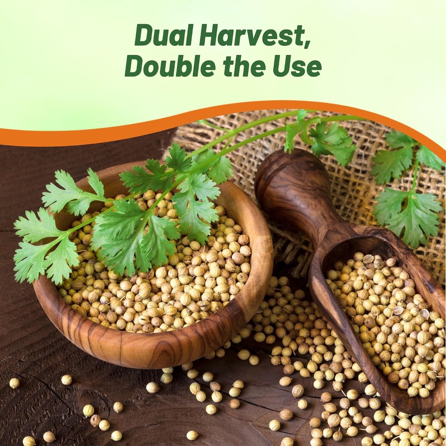 Outsidepride 1 Lb Annual Coriander Cilantro Herb Garden Seeds for Microgreens, Sprouts, & Cooking