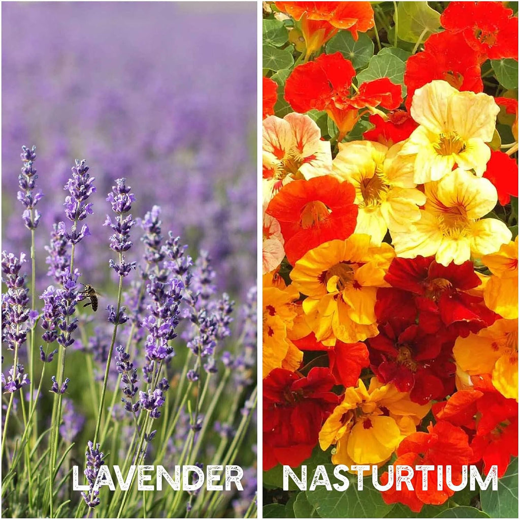 Mountain Valley Seed Co Flower Garden Seed ~6,000 Seeds - 12 Varieties | Flower Seeds for Planting with Zinnia