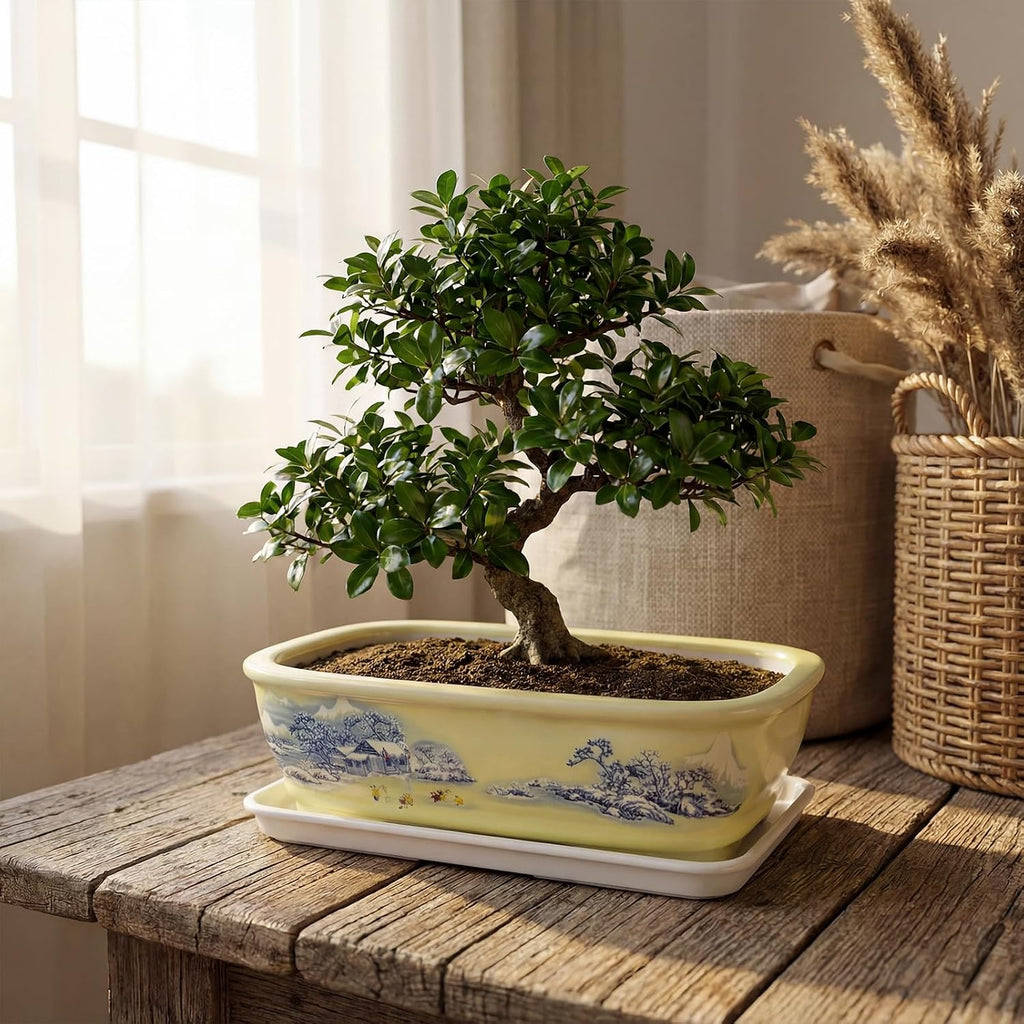 8" Bonsai Pots with Tray, Rectangular Planter in Blue & White | 8" glazed ceramic bonsai pots with tray, large shallow
