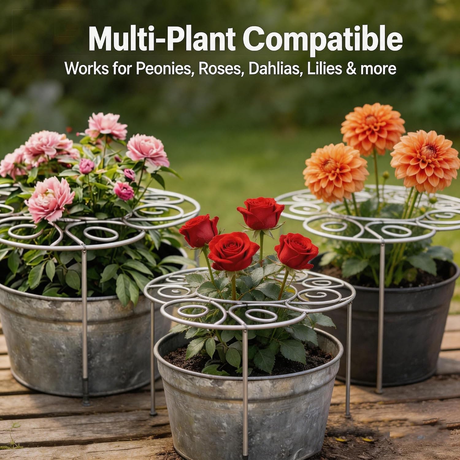 Plant Support Ring for Most Plants – Heavy Duty Metal Cage for Flowers, Vegetables, Tomatoes, Peonies, Roses – Garden