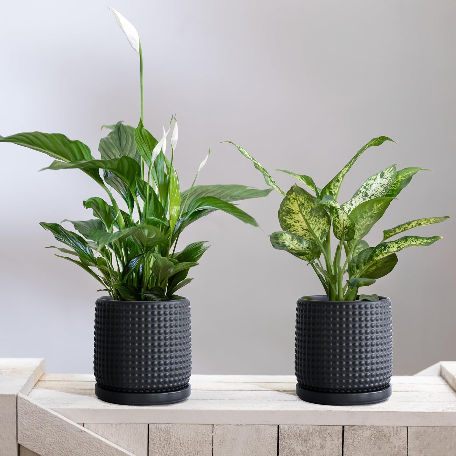 D'vine Dev 2-Pack Beaded Ceramic Pots, 6 in, Ebony Matte, 27-E-X-6 | Embossed Dot Texture, Smooth Glazed Finish