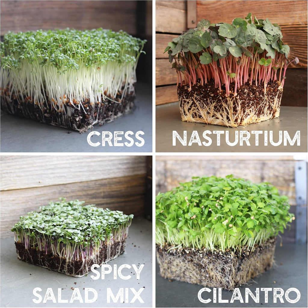 Mountain Valley Seed Co 12 Variety Pack Microgreens Seeds Kit Broccoli Seed | Sprouting Plus Purple Radish, Beet