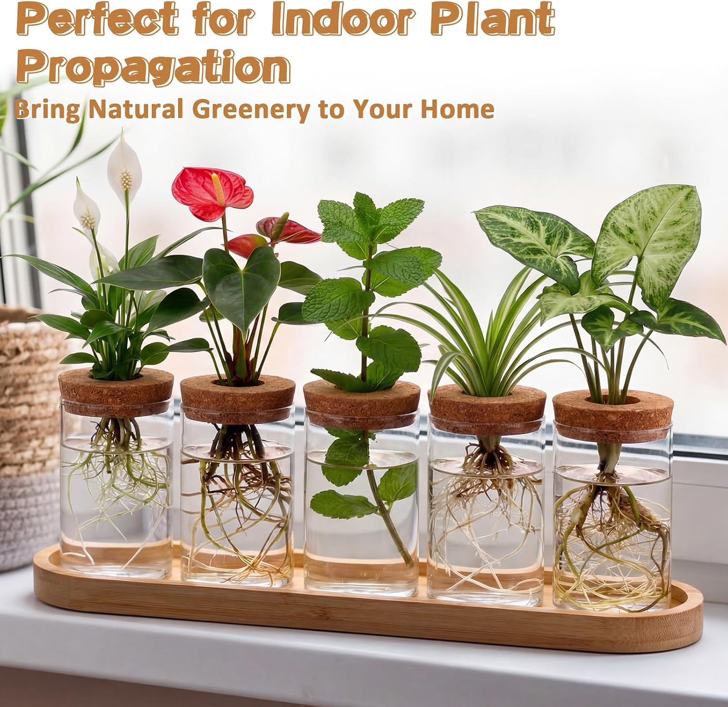 Zhehao 5 Pack Plant Propagation Station Hydroponic Glass Jar Terrarium with Cork Lids Bamboo Tray Desktop Planter for