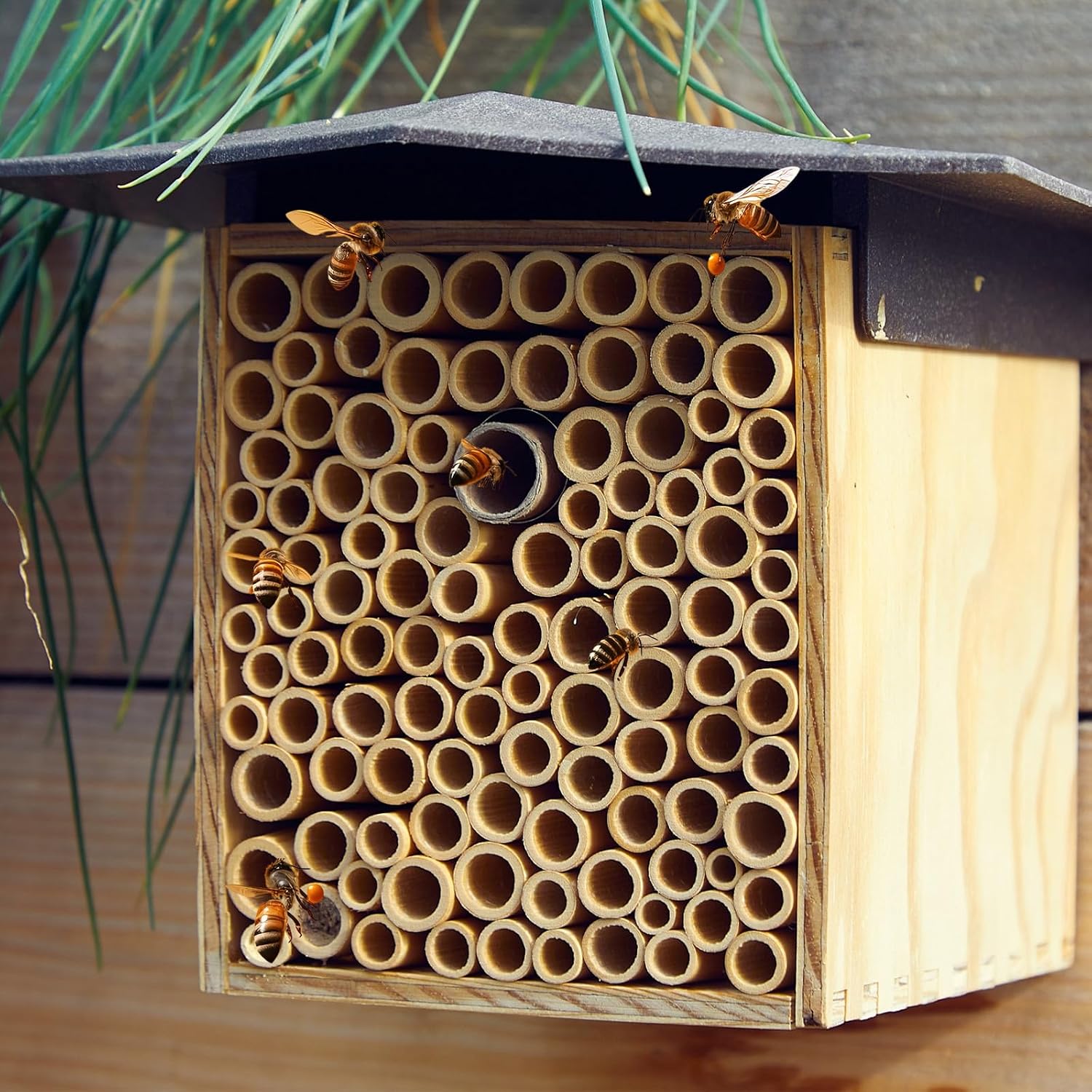 Tinideya 250 Pcs Phragmite Reed Mason Bee Tubes Set Bee Hotel Nest Box Pollinator Bee Box for Mason Bee Houses Natural