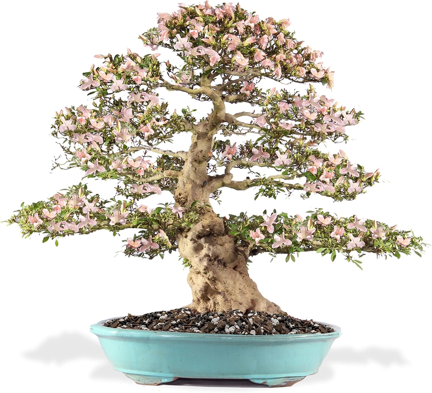 Premium Bonsai Soil All Purpose Fast Draining Mix - Pumice, Lava, Calcined Clay and Pine Bark Potting Pre Mixed Bonsai