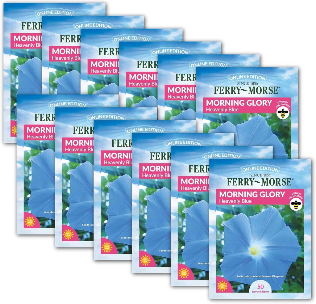 Ferry Morse Morning Glory Heavenly Blue Flowering Plant Seeds - Attracts Pollinators, GMO Free - 12 Pack - Plant Seed