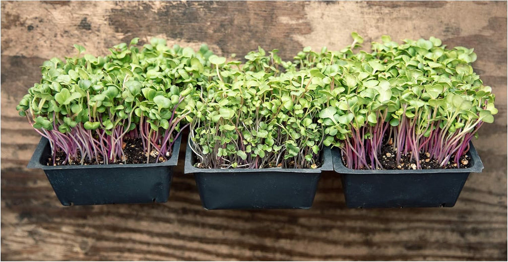 Heirloom Sprouting & Microgreen Seed Variety Pack | Contains Waltham 29 Broccoli Sprouting Seeds, Rainbow Radish
