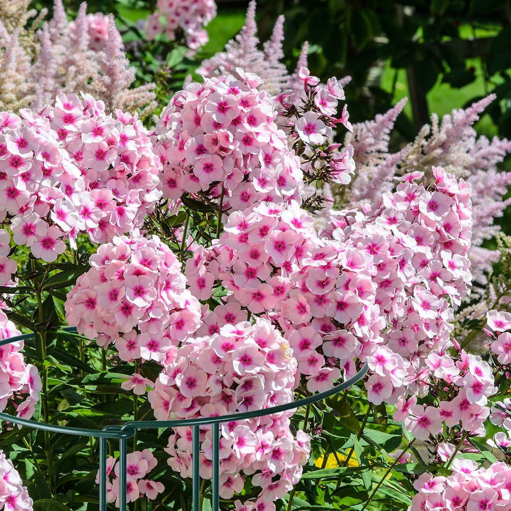 12 Pack Plant Support Stakes, Metal Peonies Cages and Supports, Peony Cage, Plant Support Ring, Garden Plant Support