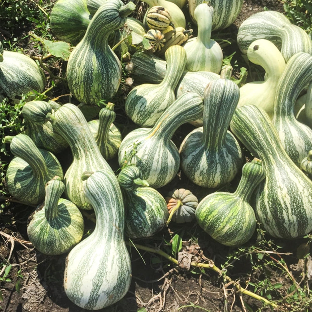 Cushaw Green Striped Pumpkin Seeds, Non-GMO Heirloom Variety Cucurbita argyrosperma, 575 Seeds of Large, Sweet-Fleshed