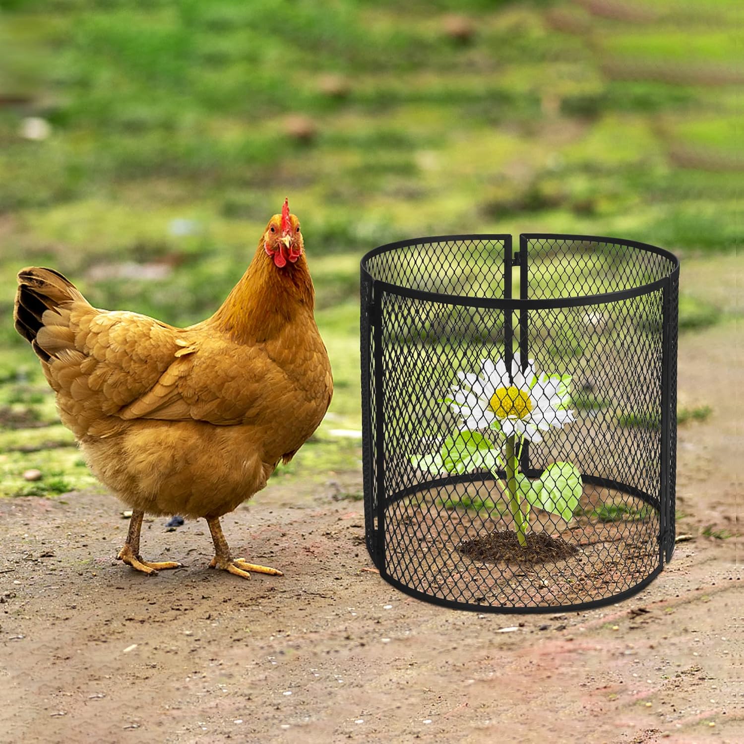 4 Pack Metal Plant Cage Protectors from Animals-11.8 x 11.8 Inch Garden Plant Protector - Sturdy Bunny Barricades