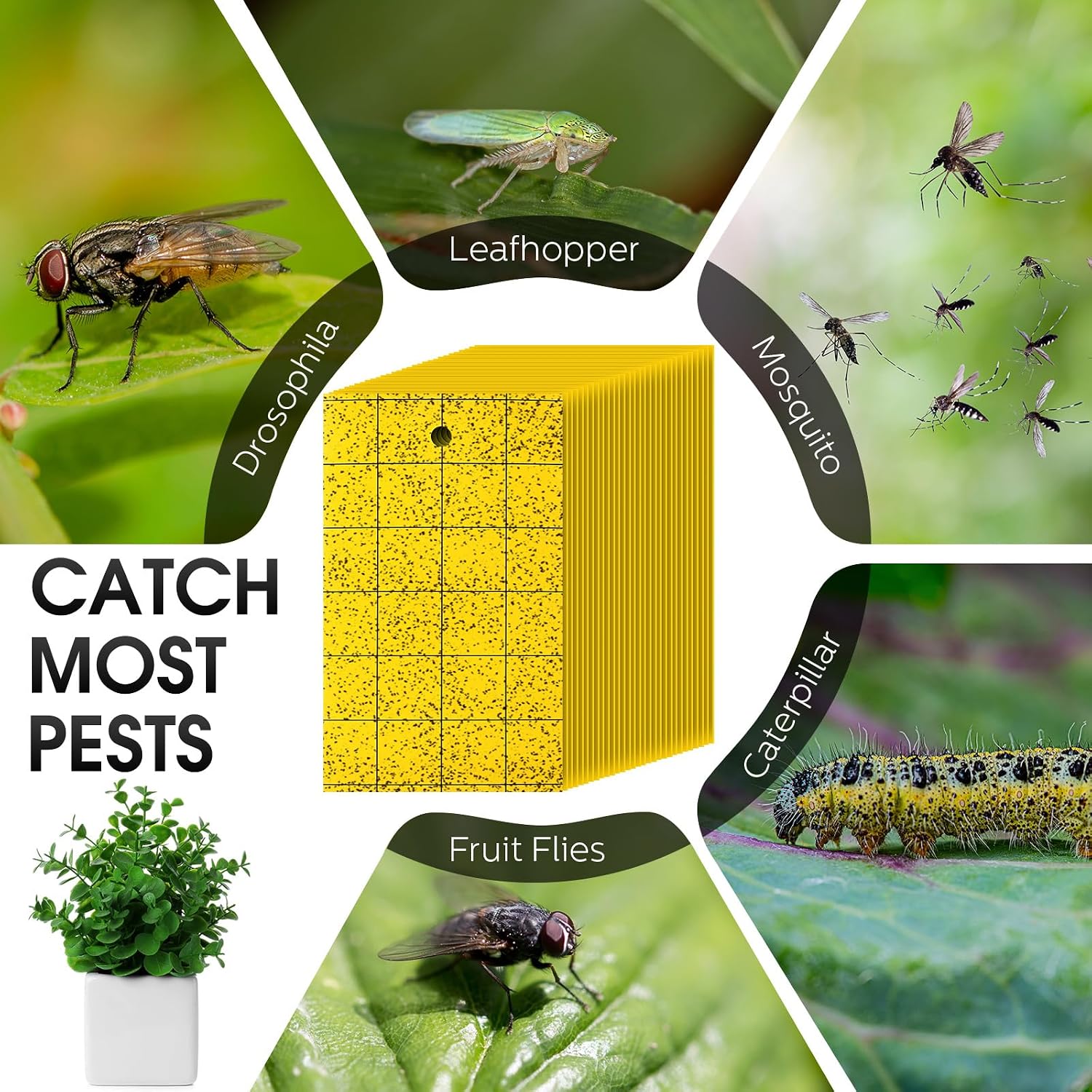 Qualirey 200 Pcs 6'' X 8'' Sticky Trap for Gnats Dual Side Sticky Fruit Fly Trap with Tie Plant for Flying Insect