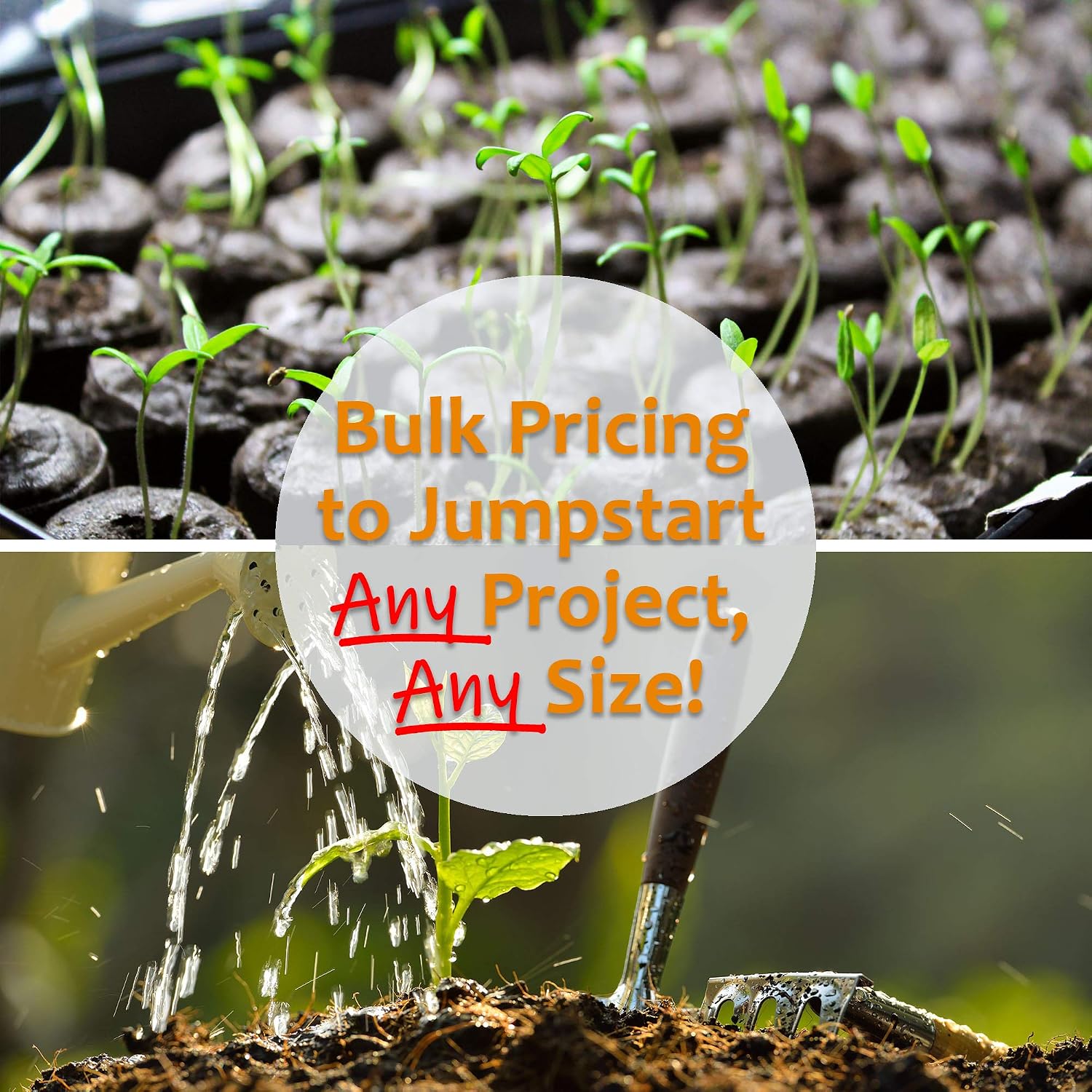 Mountain Valley Seed Co Speckled Pea Sprouting Seeds - 25 Lbs - Certified | Organic, Non-GMO Green Pea Sprout Seeds