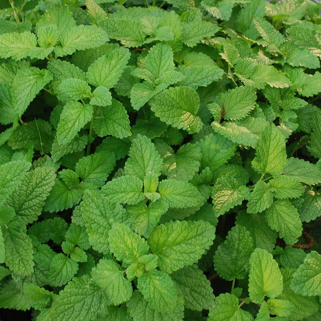 Bonnie Plants Lemon Balm Live Herb Plants - 4 Pack, Perennial In Zones 5 to 9, For Lemon Flavor In A Variety Of Dishes