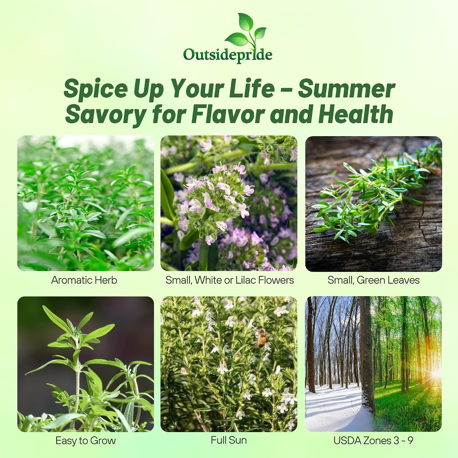 Outsidepride Summer Savory Seeds - 1 lb Annual Culinary Herb Seeds for Planting with Aromatic Leaves, Drought Tolerant