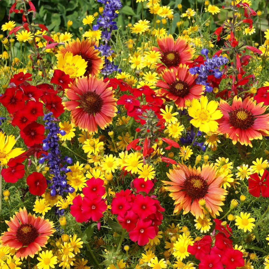 Outsidepride Texas & Oklahoma Wildflower Seed Mix - 1 lb. Drought-Tolerant, Blend of Annual & Perennial Flower Seeds