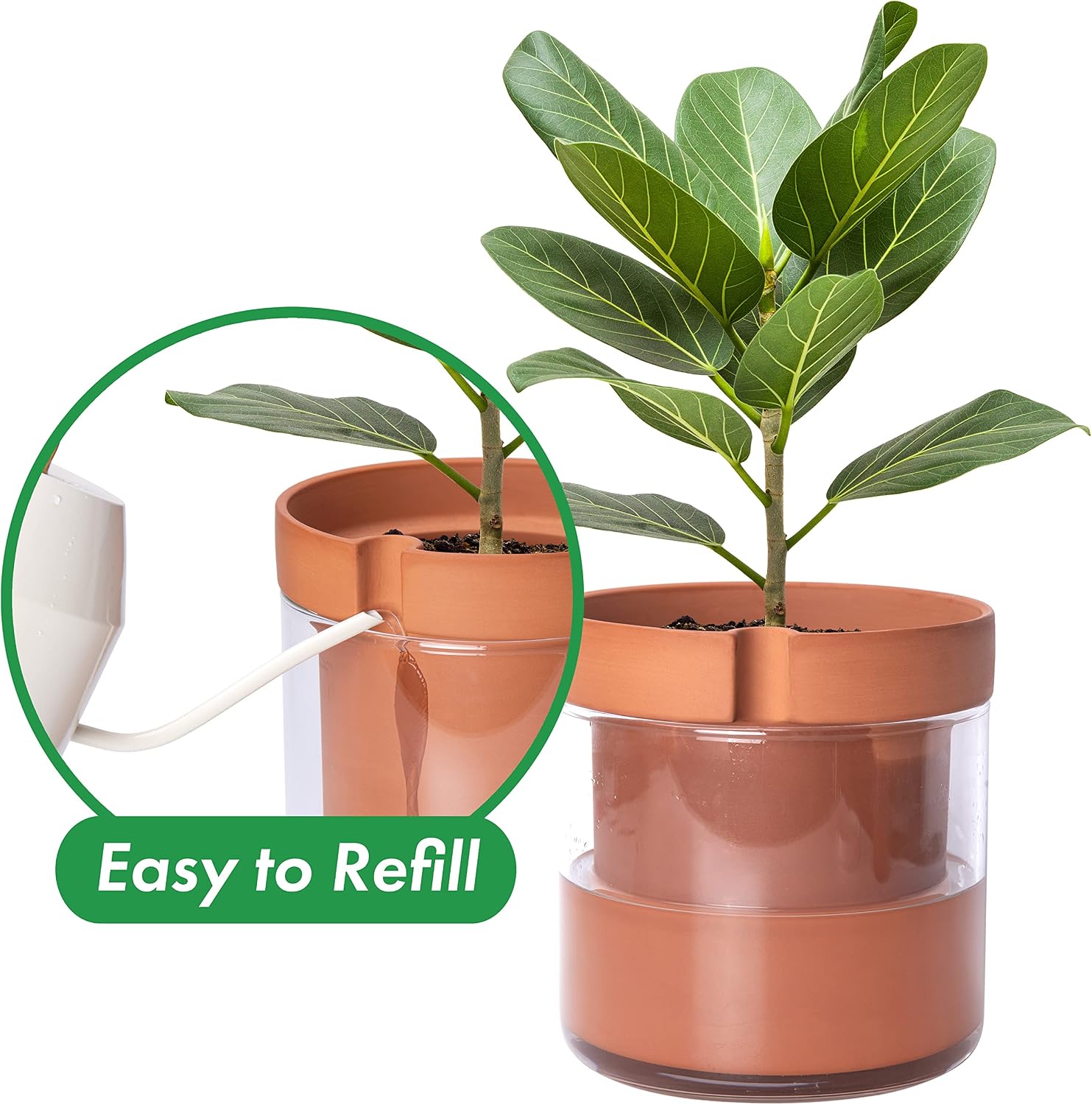 Phoenix Vine 8 Inch Self Watering Planter Pot, Terracotta Clay Pot with Glass Reservoir for Indoor Plants, Herbs
