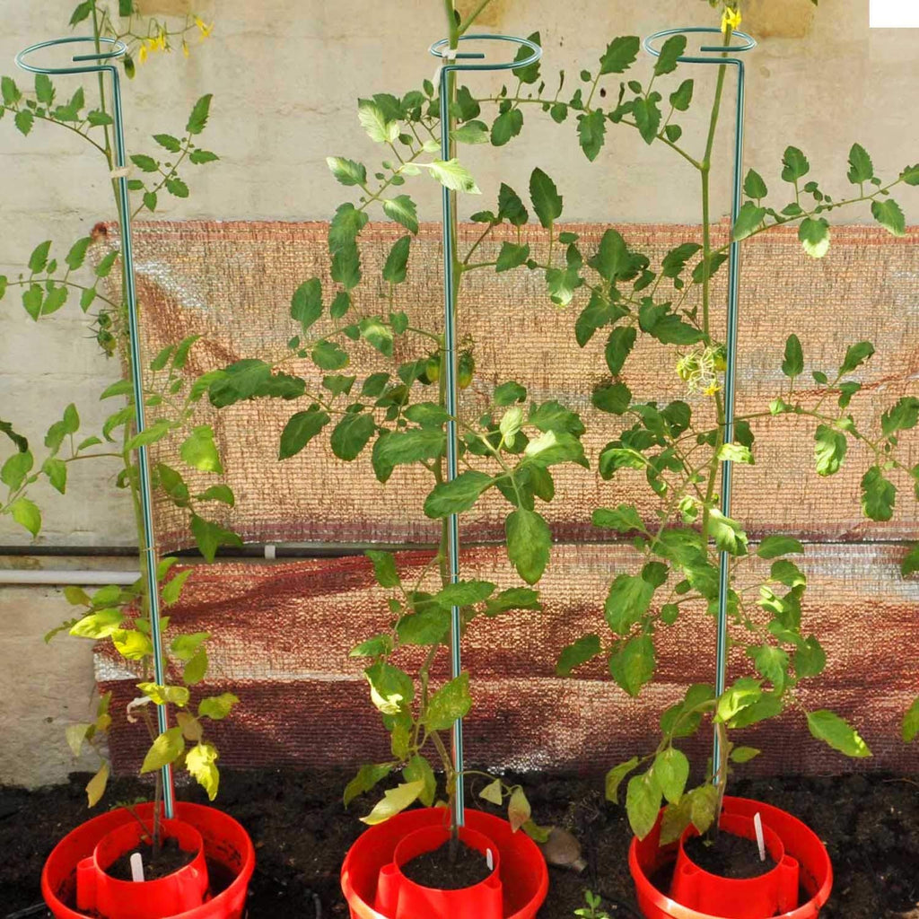 12 Pack 36 inch Plant Support Stakes,Single Stem Plant Support Stake Single Plant Stem Garden Flower Support Stake