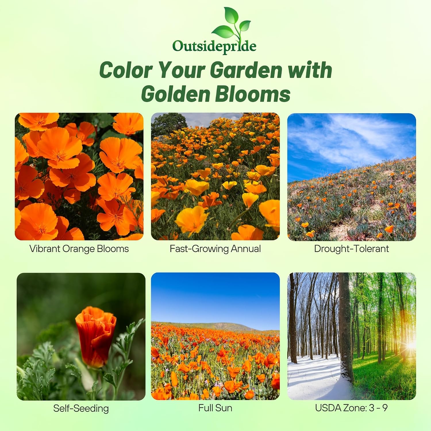 Outsidepride Eschscholzia Orange California Poppy Seeds - 1 lb. Annual, Native, Drought Tolerant Wildflower Seeds