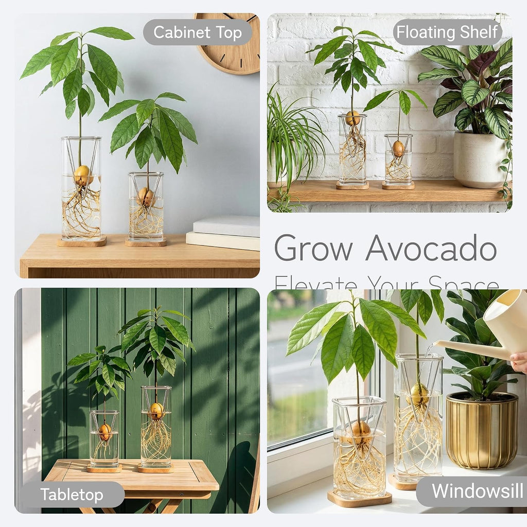 Avocado Seed Growing Kit, Set of 2 Glass Vases with Stainless Steel Holder & Wood Base, Avocado Growing Vase Hydroponic