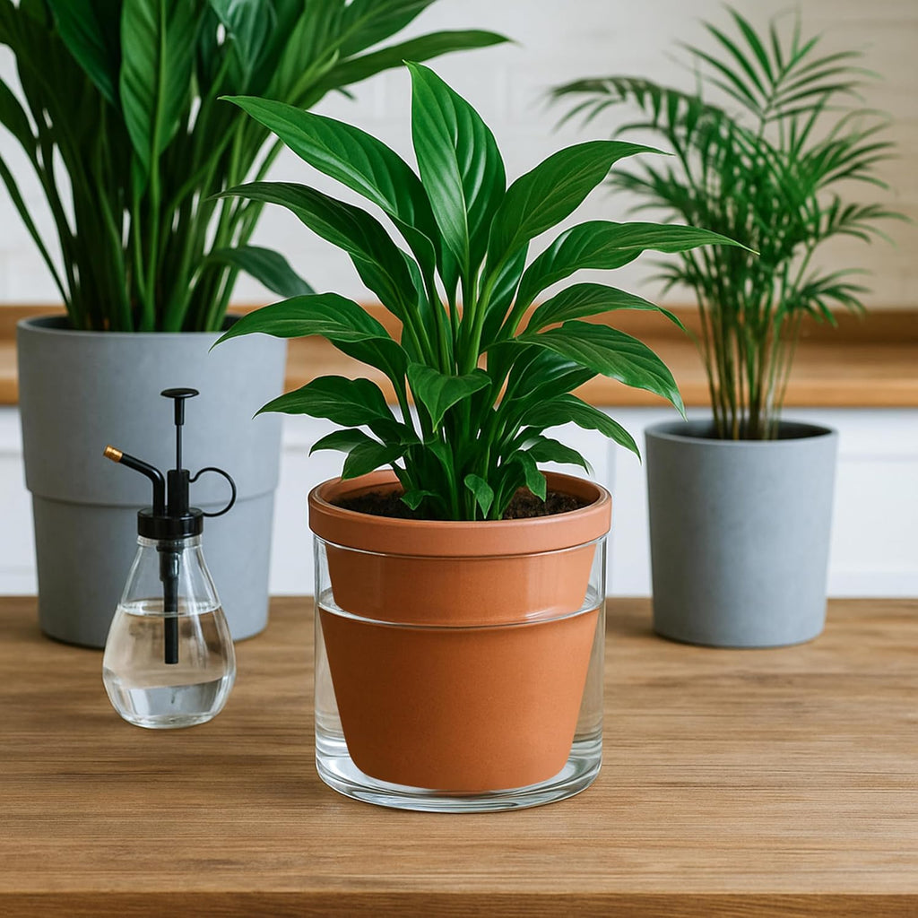 D'vine Dev Self Watering Terracotta Planter Pot, 6 in, 2-Pack, 37-Y-B-1 | Terracotta & Glass Design, Clear Water