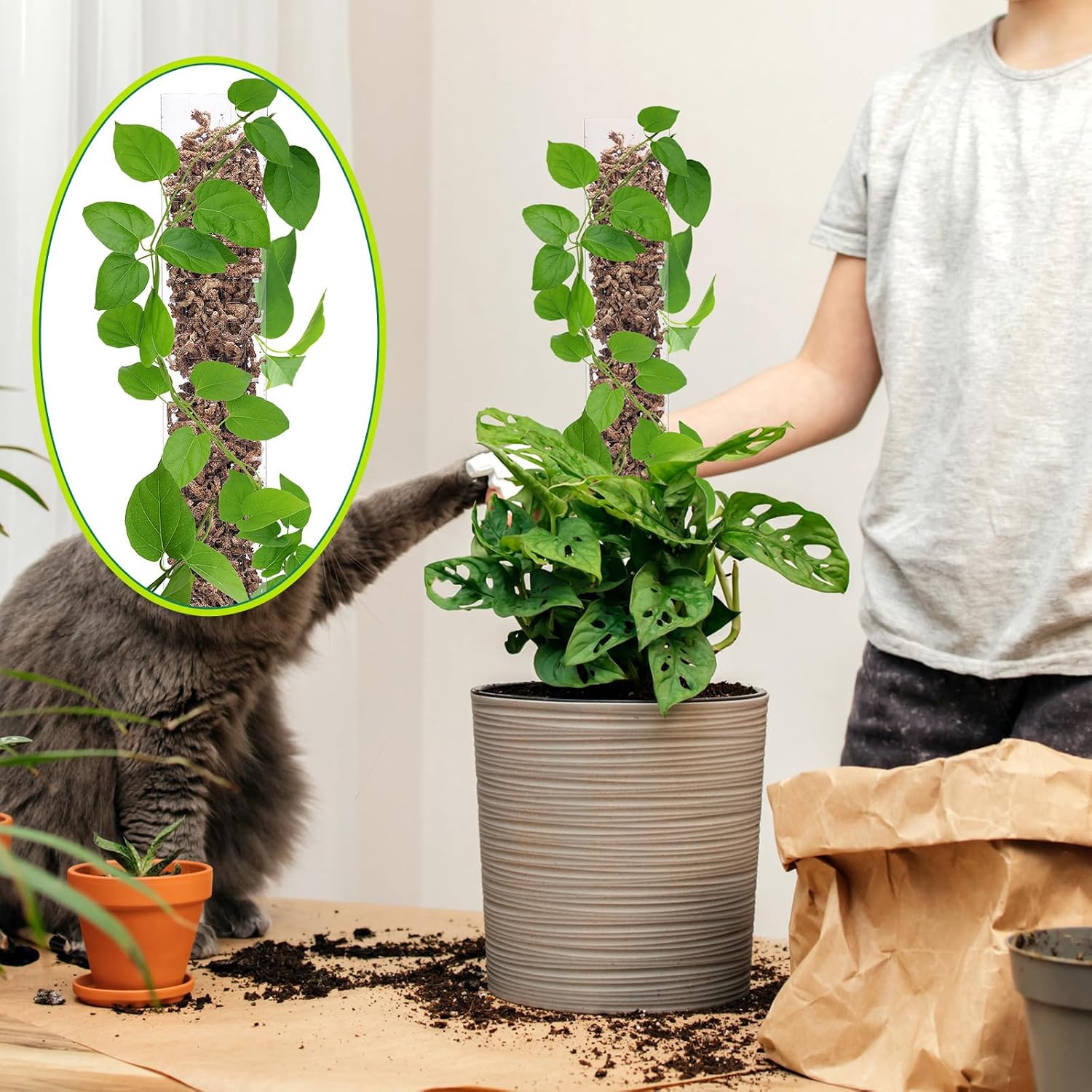 10 Pieces Plastic Moss Pole for Monstera Including 4 Pcs 24 Inch Clear Plant Poles for Indoor Climbing and 6 Pcs 15