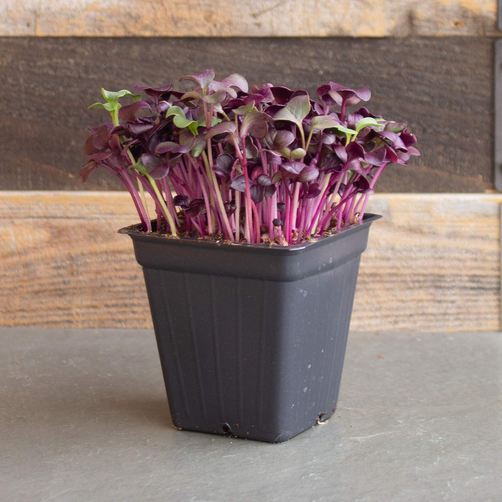 Mountain Valley Seed Co Purple Radish Microgreens Seed - 1 Lb ~42,800 Seeds | Premium, Non-GMO - For Growing Micro