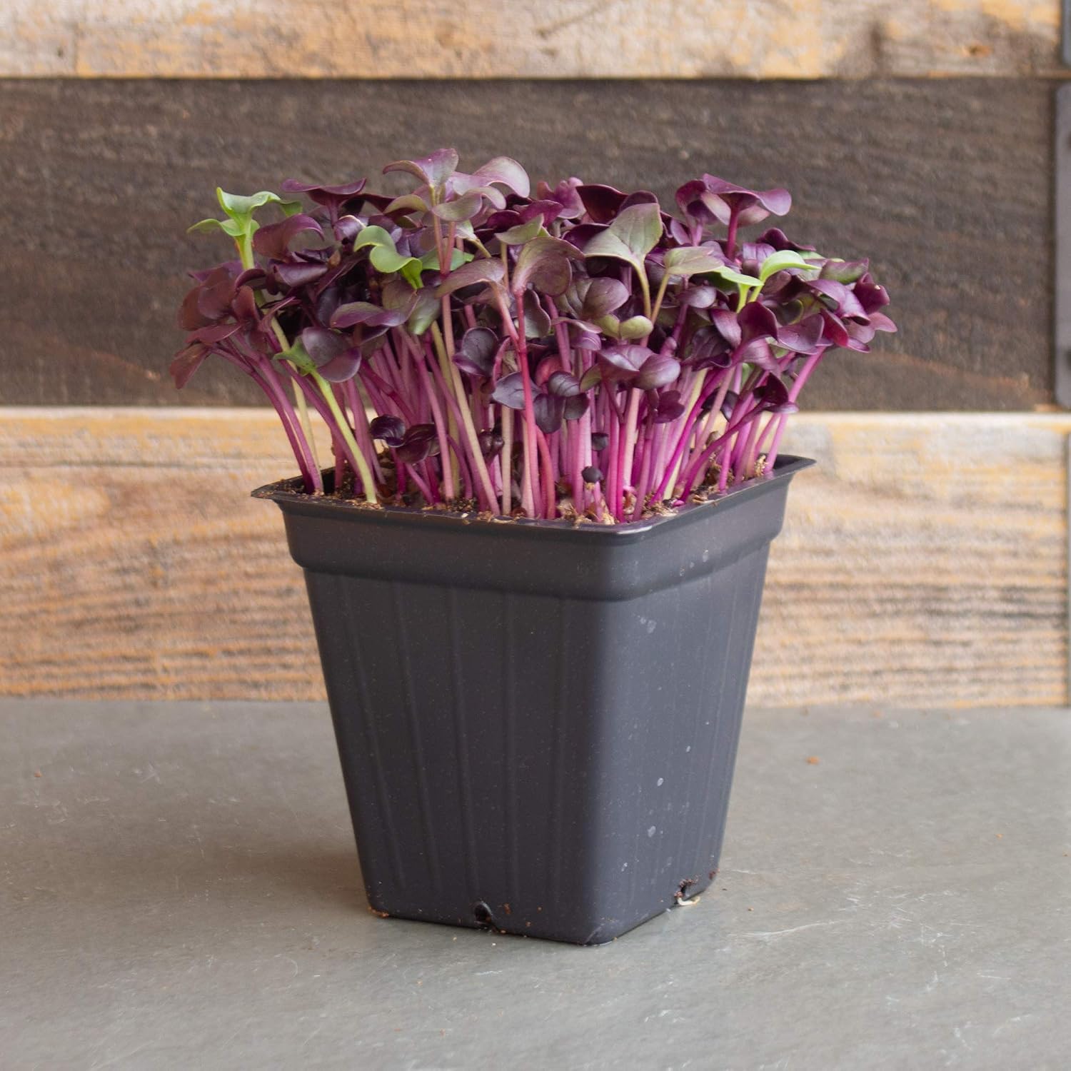 Mountain Valley Seed Co Purple Radish Microgreens Seed - 1 Lb ~42,800 Seeds | Premium, Non-GMO - For Growing Micro
