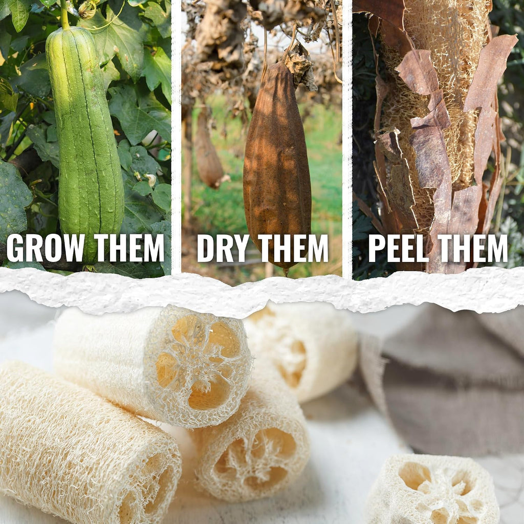 Seed Needs Luffa Seeds for Planting Loofah Sponge Gourd Heirloom 10 Pack
