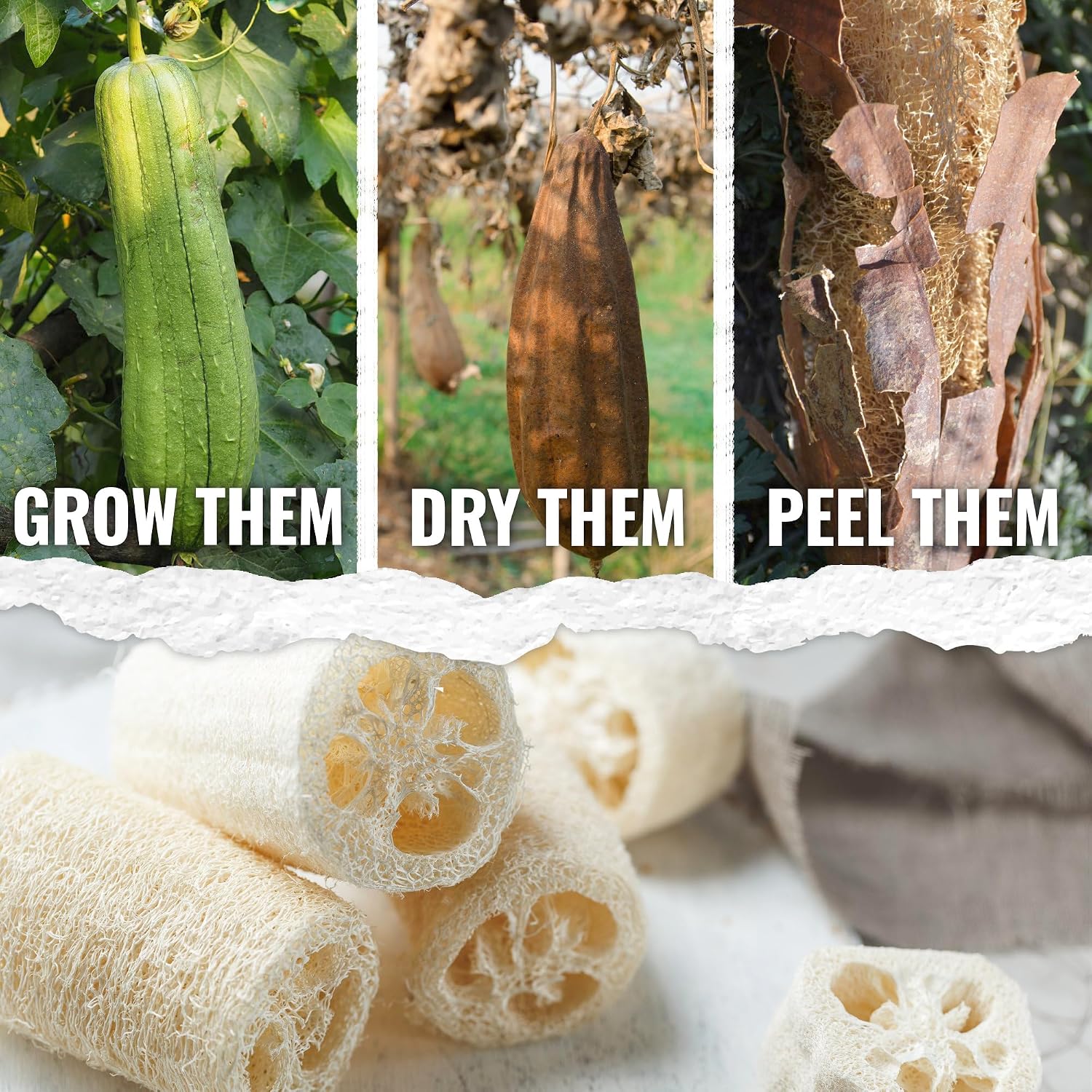 Seed Needs Luffa Seeds for Planting Loofah Sponge Gourd Heirloom 10 Pack