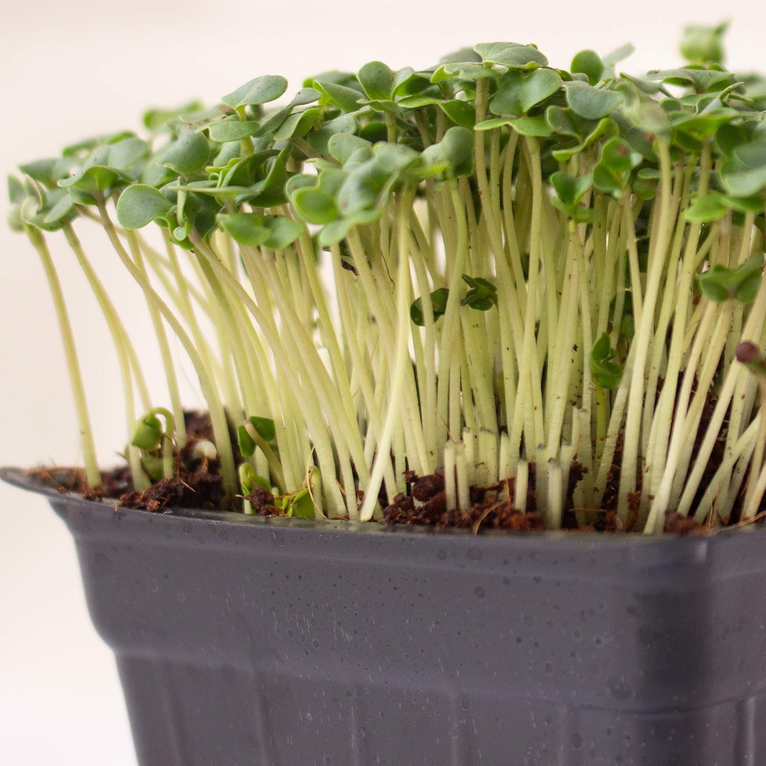 Mountain Valley Seed Co Broccoli Microgreens Seeds 1 Lb ~16,000 Seeds | Non-GMO - High Germination, Seed for Growing