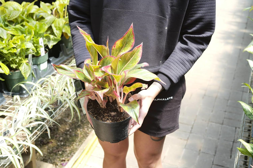 Aglaonema Potting Mix - Promote Strong Roots and Vibrant Foliage with Our Premium Blend - 4 Quart, MAIN-AGLAONEMA-4QT