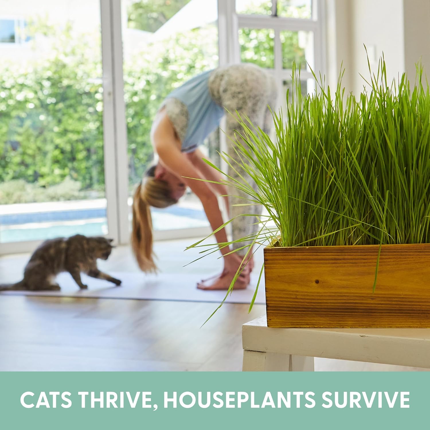 The Cat Ladies Cat Grass Kit with Rustic Wood Planter, Seed and Soil. Easy to Grow for Indoor or Outdoor Cats, Dogs and