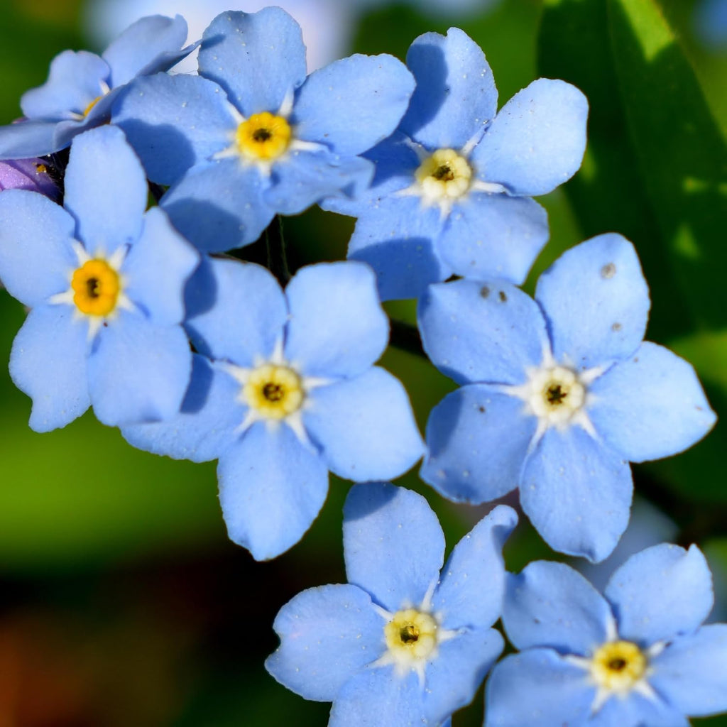 Seed Needs Forget Me Not Seed Packet Gift Favors for Memorial Services