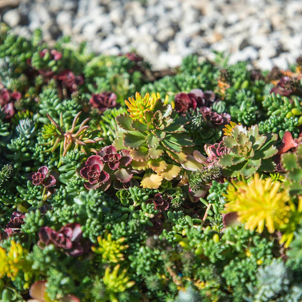 10 in. x 20 in. Sedum Groundcover Mat, Non-toxic Hardy Stonecrop for Landscaping, Live Succulents, Pet Friendly Plants
