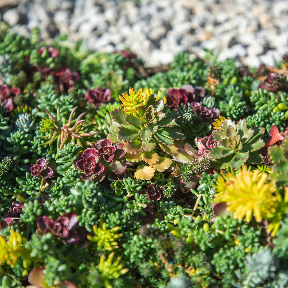 10 in. x 20 in. Sedum Groundcover Mat, Non-toxic Hardy Stonecrop for Landscaping, Live Succulents, Pet Friendly Plants