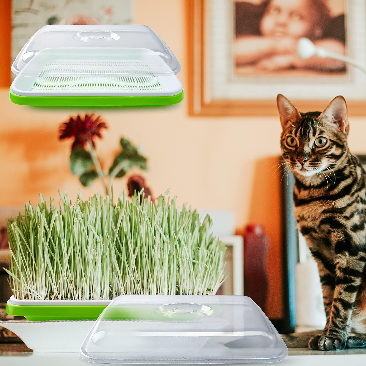 Seed Sprouter Tray with Drain Holes,Seed Germination Tray Kit BPA Free Nursery Tray,Soil-Free Big Capacity Healthy