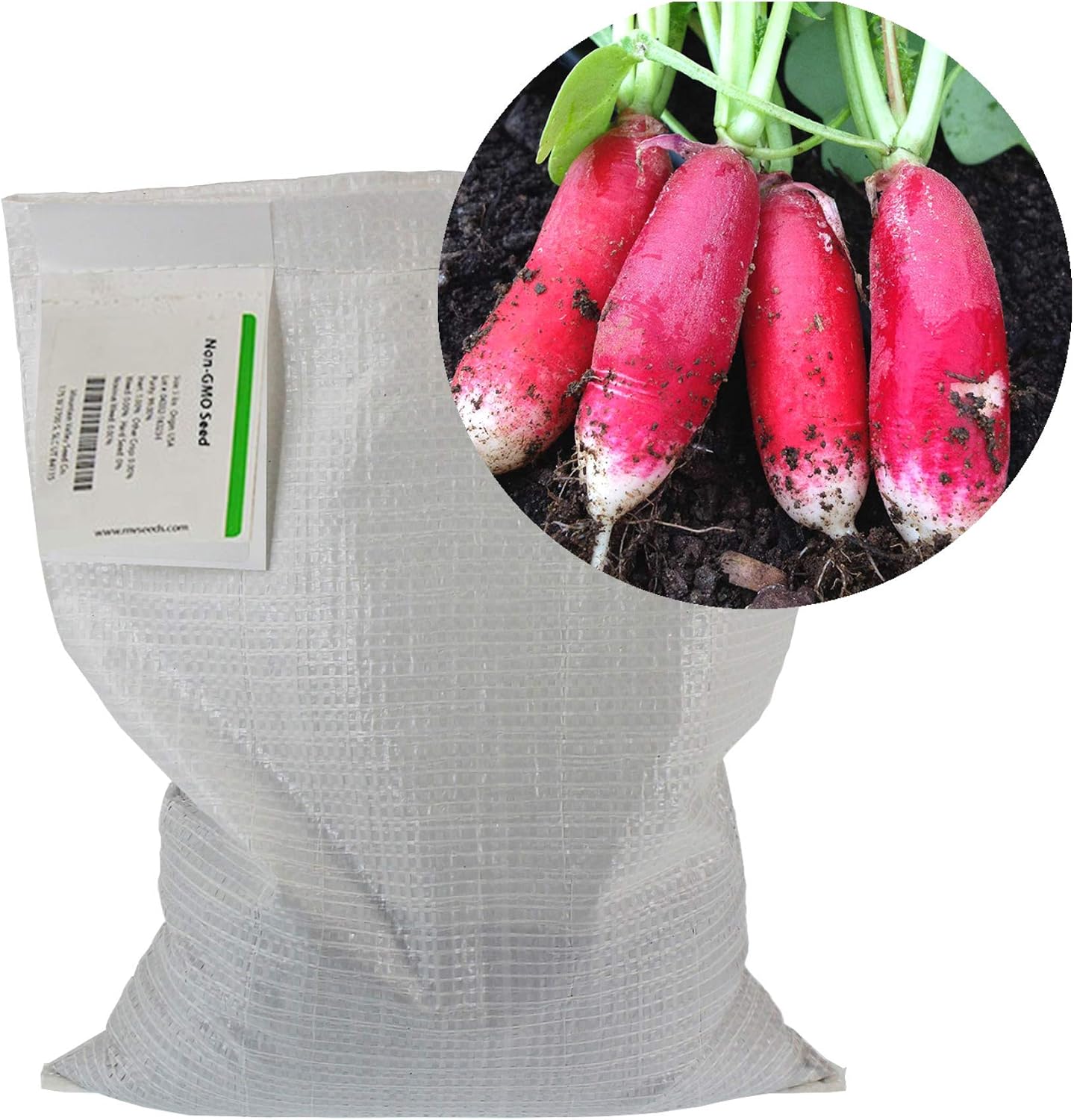 Mountain Valley Seed Co China Rose Radish Sprouting Seeds 5 Lb Non-GMO | China Rose Radish Seeds for Microgreens