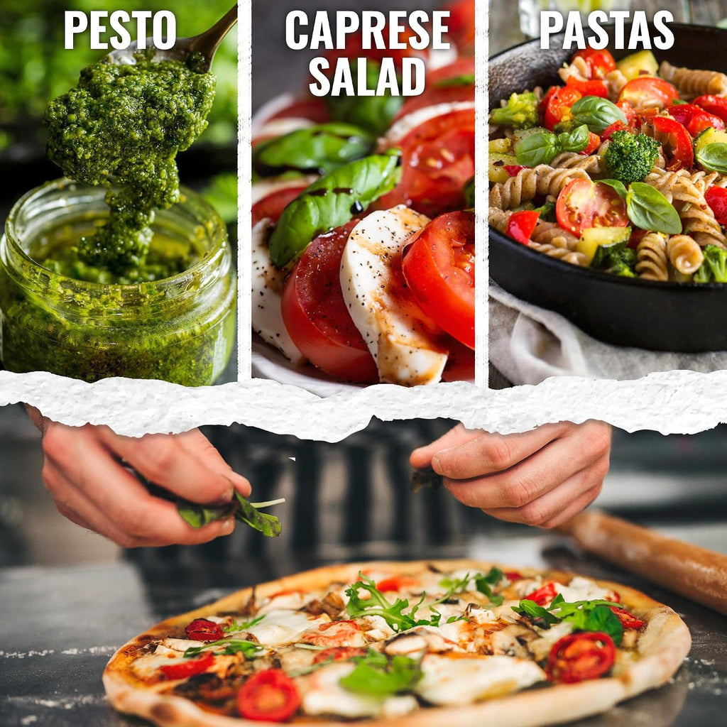 Seed Needs Italian Basil Seeds to Plant Heirloom Non-GMO Herbs 10 Pack