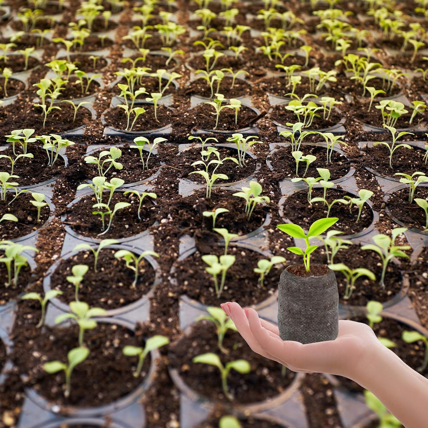 Peat Pellets for Seed Starting, 200 Pcs 30mm Seed Starter Soil Pods | Easy Transplant & High Expansion, Ideal Seedling