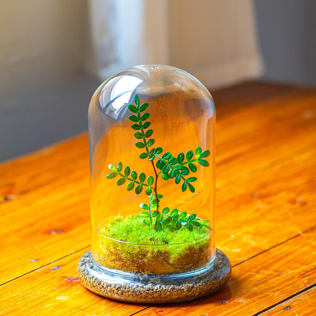 NCYP Glass Cloche Dome with Air Hole and Base, 5.9 x 5.9 x 8.2 Inches, Clear Terrarium Planter for Venus Flytrap, Small
