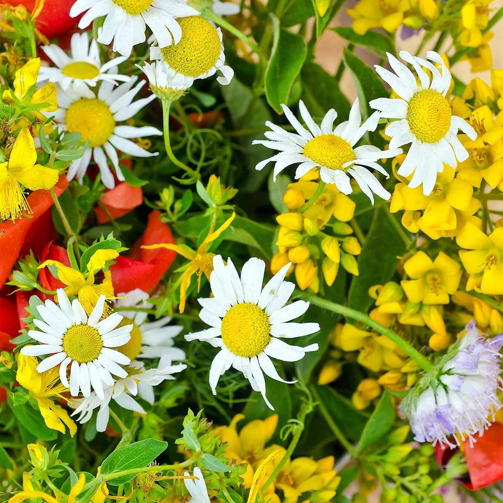 Sustainable Seed Co Wildflower Seed Bulk 2 oz 80,000 Seeds Drought-Tolerant | Mix with 20 Varieties