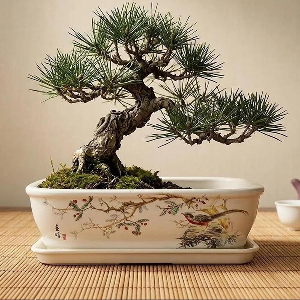 8" Bonsai Pots with Tray, Rectangular Planter in Blue & White | 8" glazed ceramic bonsai pots with tray, large shallow