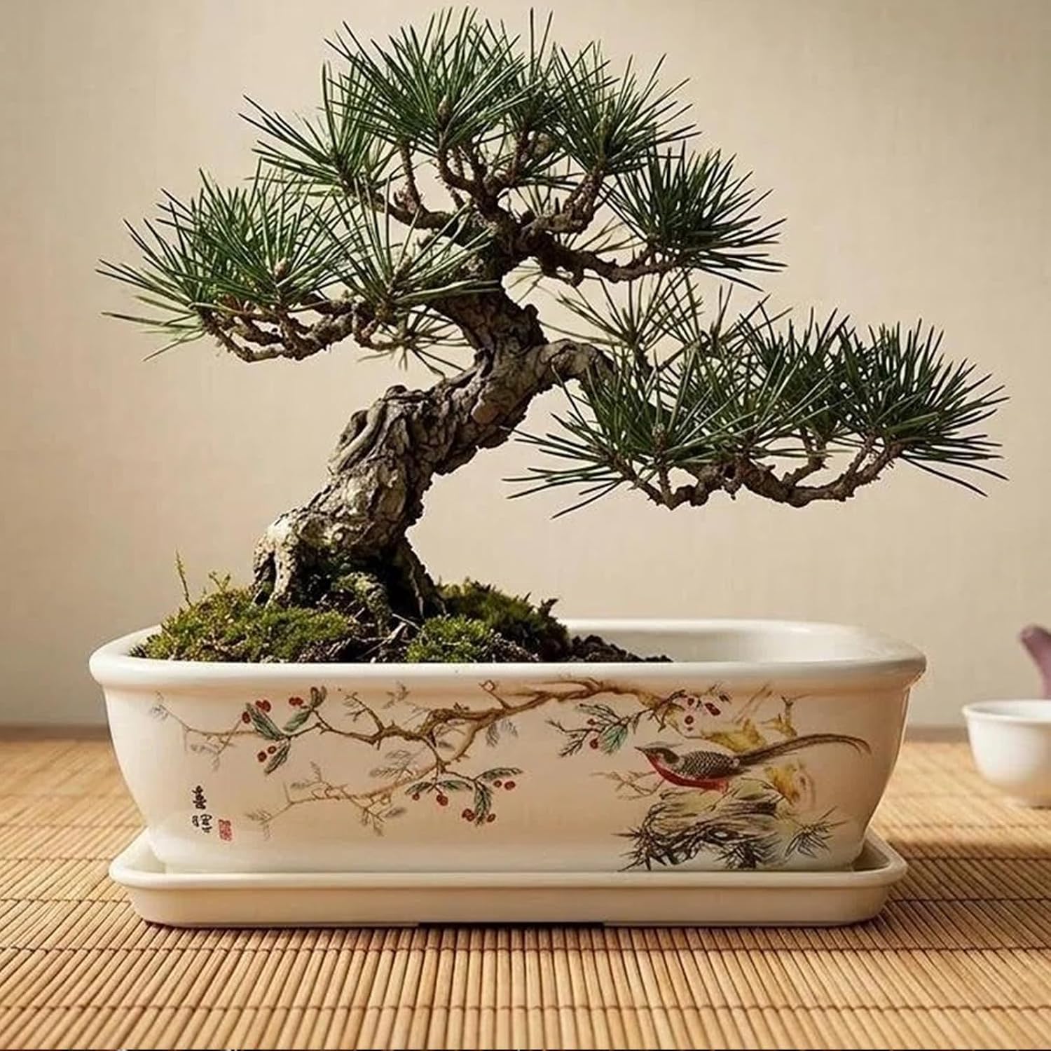 8" Bonsai Pots with Tray, Rectangular Planter in Blue & White | 8" glazed ceramic bonsai pots with tray, large shallow
