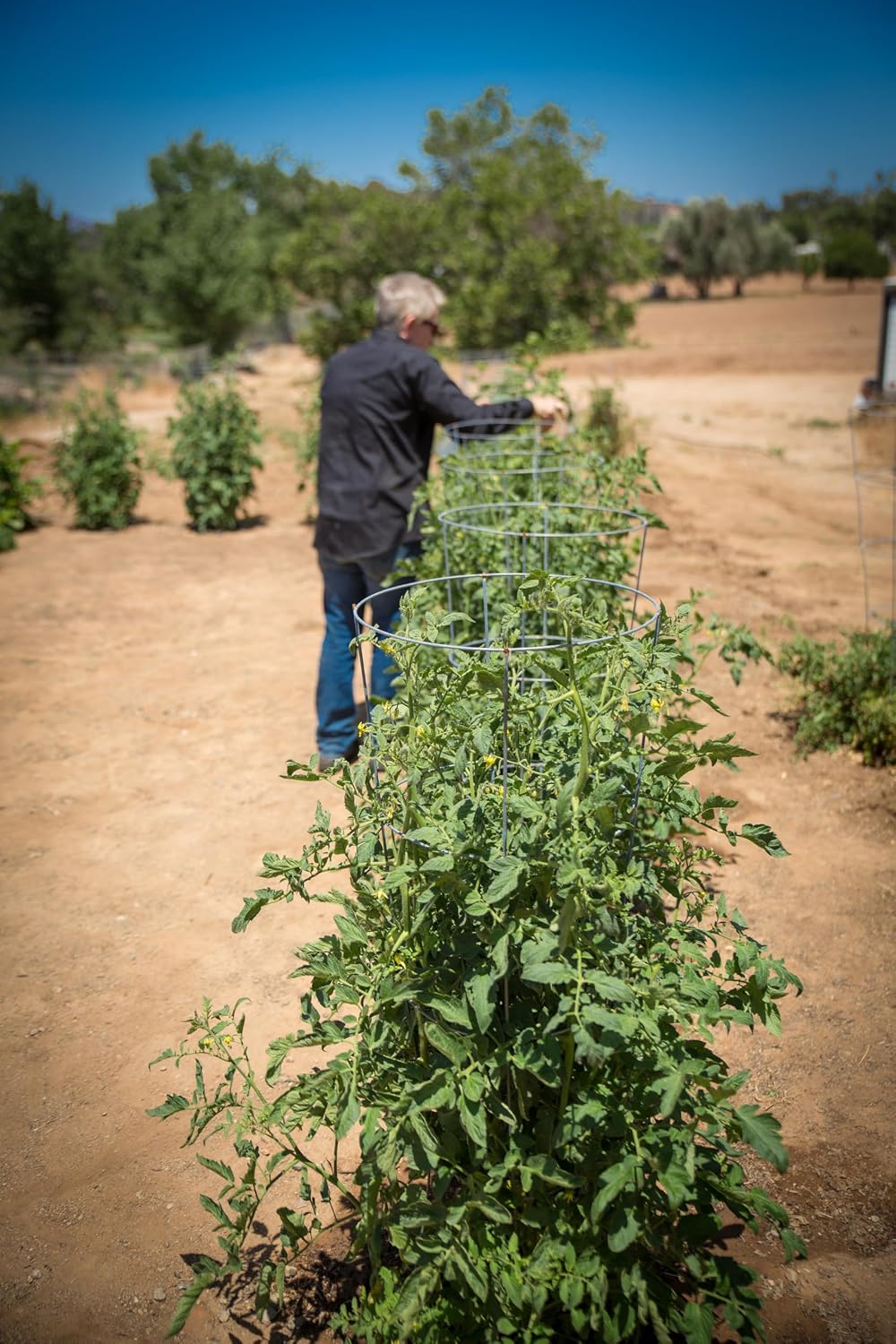 3-Pack 15" Planting Rings – Smart Water-Saving Tomato & Vegetable Support System, Anchors Tomato Cages, Prevents
