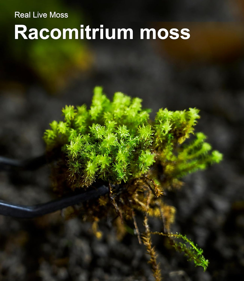 Live Moss 4-Pack for Terrariums,Potted Plants & Floral Decor | Random Varieties, Easy to Revive, Dye-Free, Mixed Green
