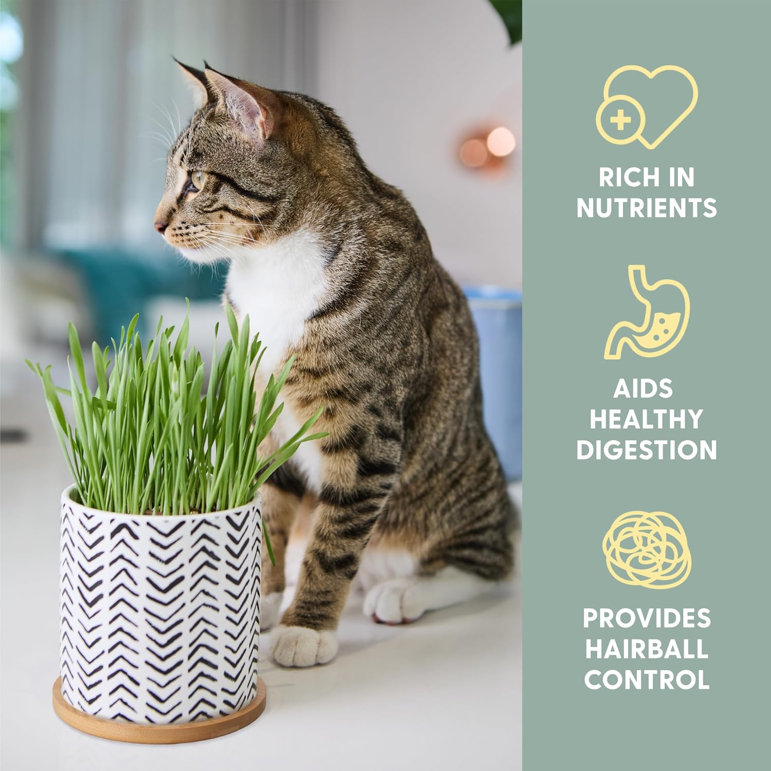 The Cat Ladies Organic Cat Grass Growing Kit for Indoor Cats, Boho Planter | Includes Organic Seed Mix, Soil and Boho