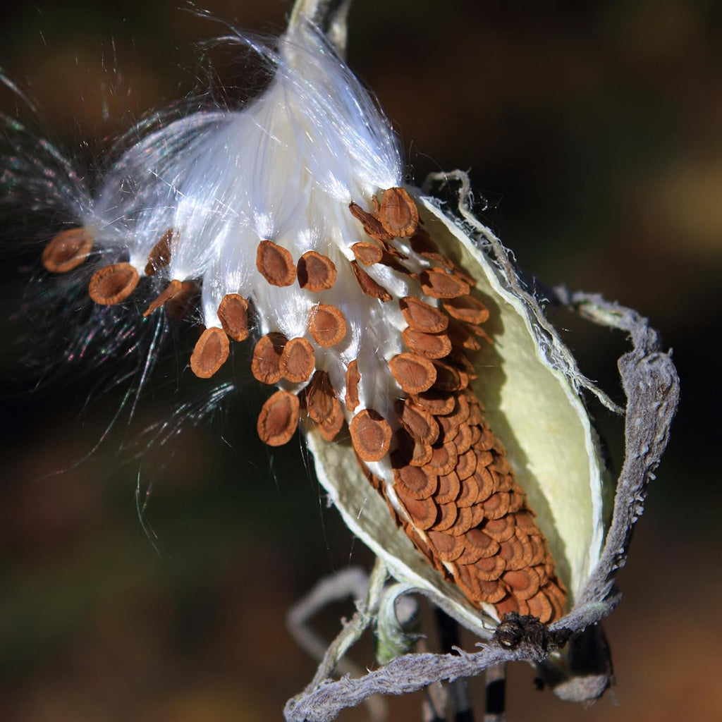 Seed Needs Milkweed Seeds to Plant a Butterfly Garden for Attracting Monarch Butterflies - Collection of Pink, Orange &